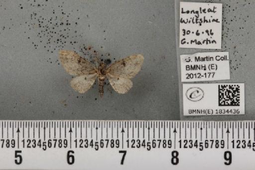 Eupithecia tantillaria Boisduval, 1840 - BMNHE_1834436_399218