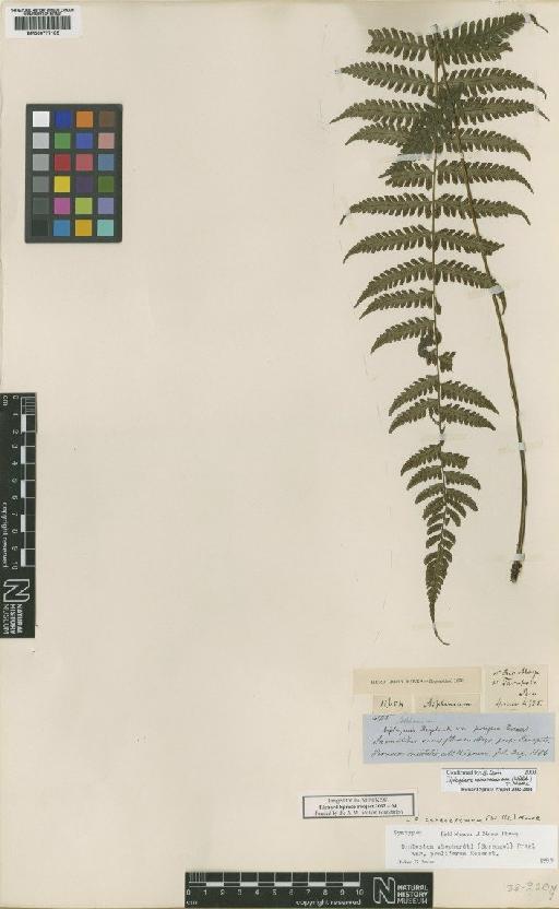 Diplazium caracasanum (Willd.) T.Moore - BM000777185