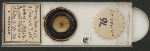 Macrosiphoniella artemisiae Fonscolombe, 1841 - 010013231_112659_1094715