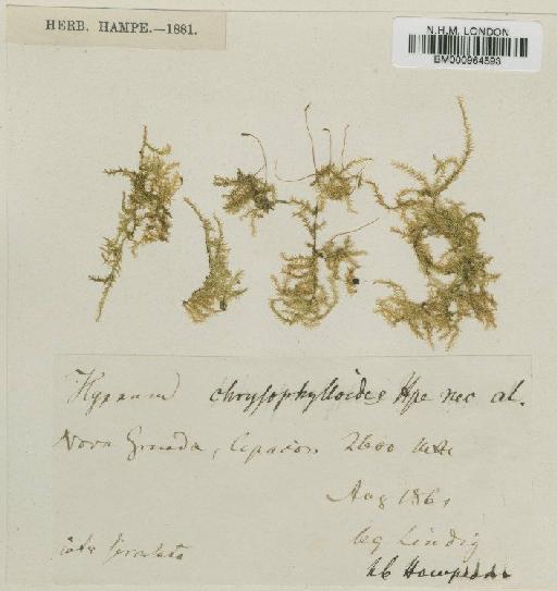 Rhynchostegium chrysophylloides A.Jaeger - BM000964593