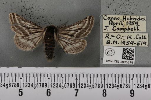 Lycia zonaria britannica (Harrison, 1912) - BMNHE_1896874_459808