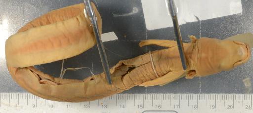 Proteus anguinus - 1946.9.6.72-pic2