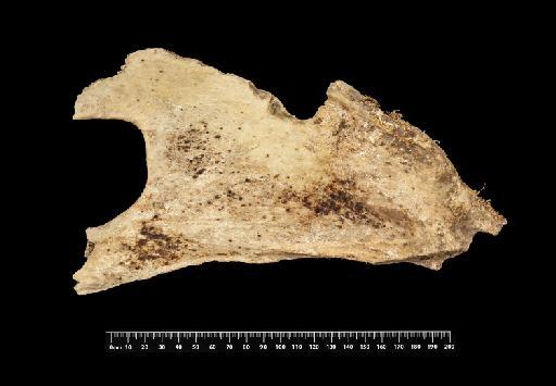 Mylodon darwinii Owen, 1840 - NHMUK PV M 8743 (2)