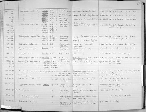 Eurycercus nicracanthus parvorder Cladoceromorpha - Zoology Accessions Register: Crustacea (Entomostraca): 1982 - 1993: page 47