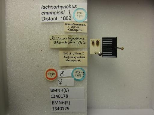 Ischnorhynchus championi Distant, 1882 - Ischnorhynchus championi-BMNH(E)1340179-Syntype female dorsal & labels