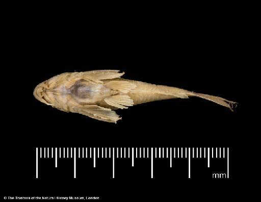 Corydoras ehrhardti Steindachner, 1910 - BMNH 1910.3.17.1, PARALECTOTYPE, Corydoras ehrhardti, ventral