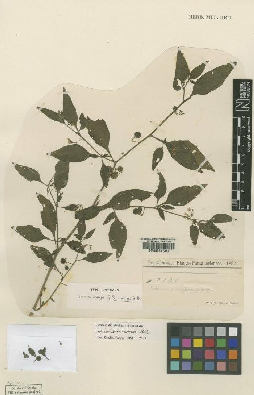 Solanum americanum Mill - BM000617382