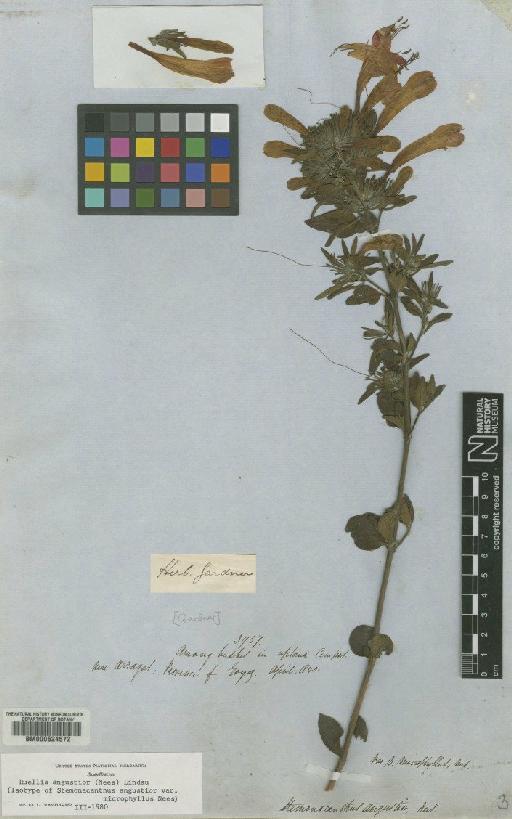 Ruellia angustior (Nees) Lindau - BM000624572