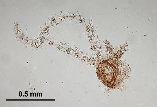 Trichomyia piricornis Freeman, 1949 - Trichomyia_piricornis-010210258-head-100_0x-scale