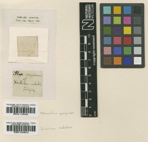 Staurastum spongiosum Bréb. - BM001045823