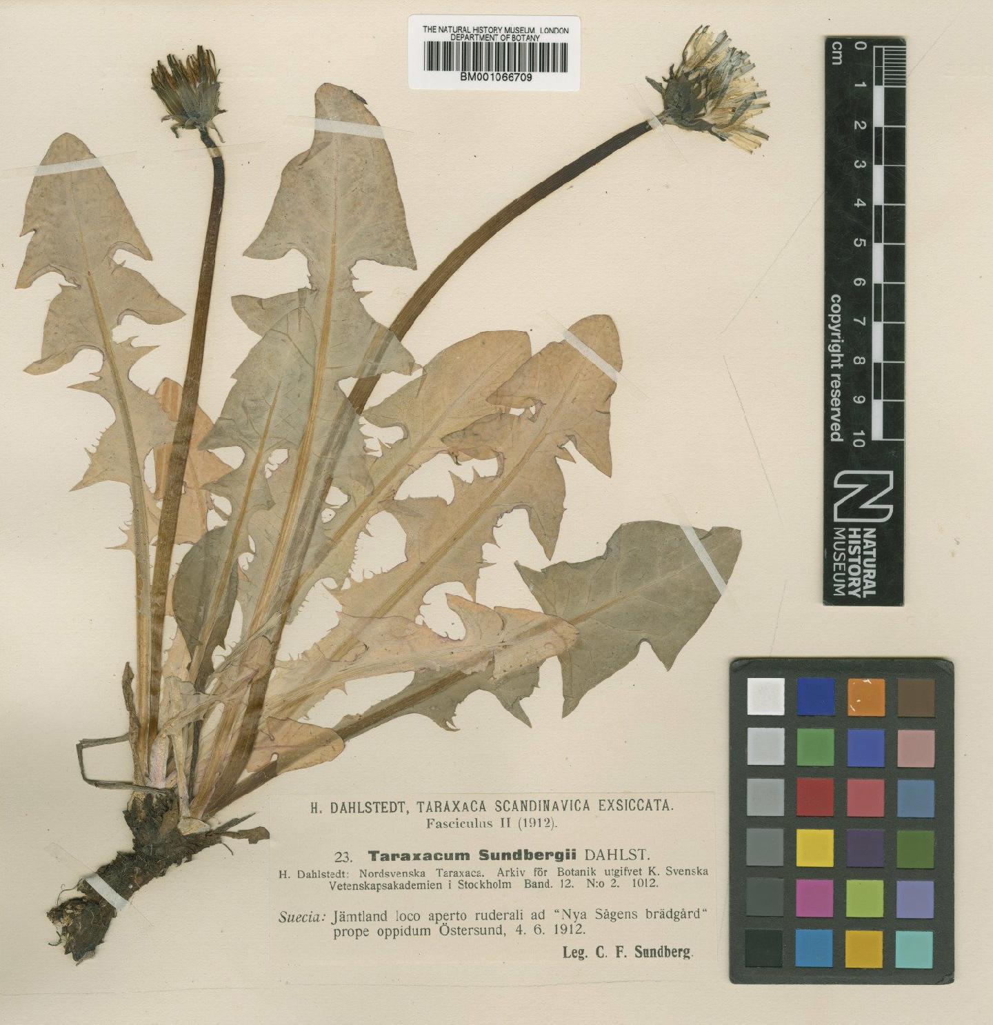 To NHMUK collection (Taraxacum sundbergii Dahlst.; TYPE; NHMUK:ecatalogue:2229890)