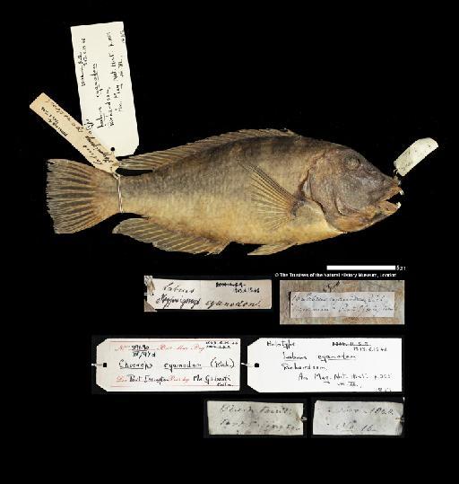 Labrus cyanodus Richardson, 1843 - BMNH 1843.6.15.46, HOLOTYPE, Labrus cyanodus