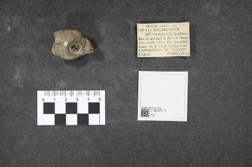 Ornithocheirus Seeley, 1870 - 010037012_L010092631