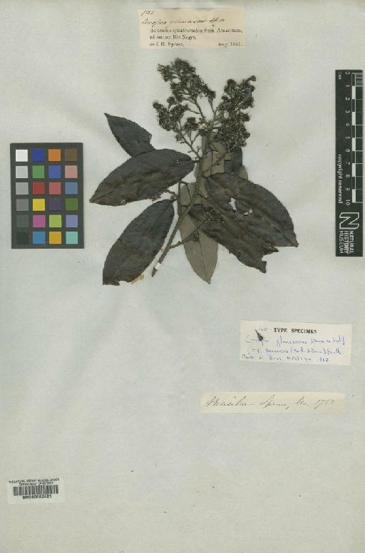 Couepia paraensis subsp. glaucescens (Spruce ex Hook.f.) Prance - BM000602481