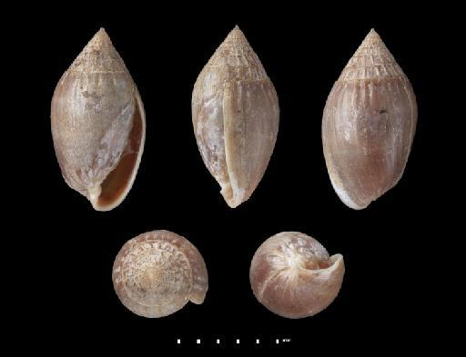Melampus (Tralia) semiplicata subterclass Tectipleura Pease, 1860 - 19620774, PARALECTOTYPES, Melampus (Tralia) semiplicata Pease, 1860
