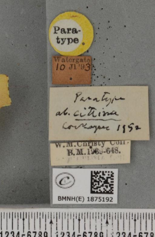 Ennomos erosaria ab. citrina Cockayne, 1952 - BMNHE_1875192_label_443169