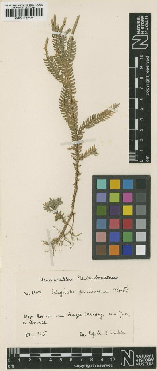 Selaginella spanielema Alston - BM001038126