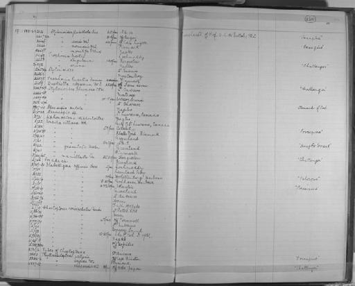 Stylarioides sarsii McIntosh, 1908 - Zoology Accessions Register: Annelida & Echinoderms: 1884 - 1923: page 264