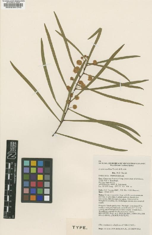 Acacia tessellata Tindale & Kodela - BM000532536