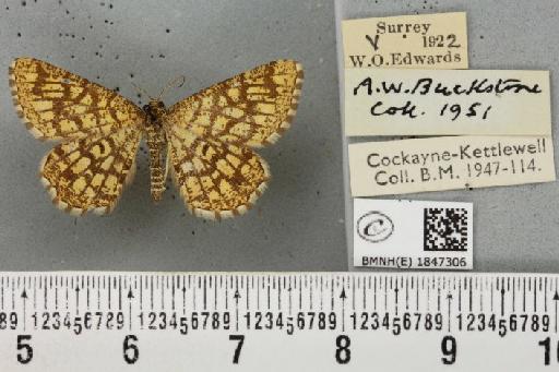 Chiasmia clathrata clathrata ab. aurata Turati, 1905 - BMNHE_1847306_423812