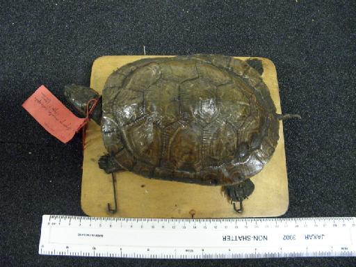 Trachemys ornata Gray, 1831 - 48.7.28.27, 1947.3.5.21 Chrysemys ornata cataspila type 2.JPG