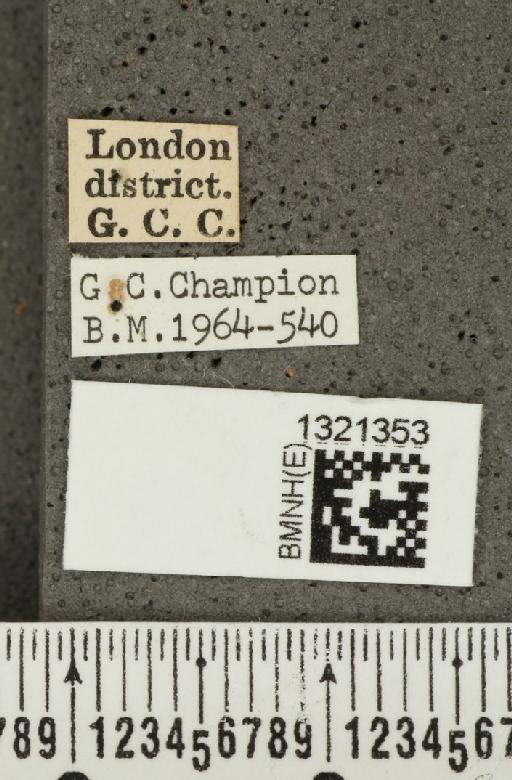 Crioceris (Crioceris) asparagi (Linnaeus, 1758) - BMNHE_1321353_label_11386