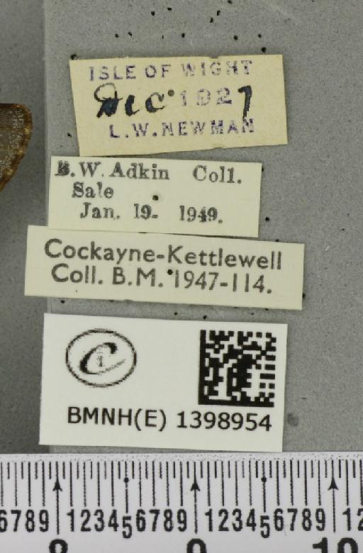 Poecilocampa populi (Linnaeus, 1758) - BMNHE_1398954_label_189296