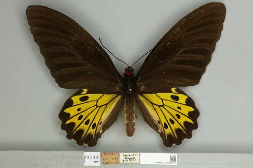 Troides helena cerberus Rothschild, 1895 - 013606449__599291