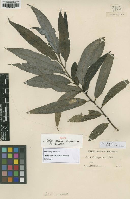 Salix tetrasperma Roxb. - BM000881108