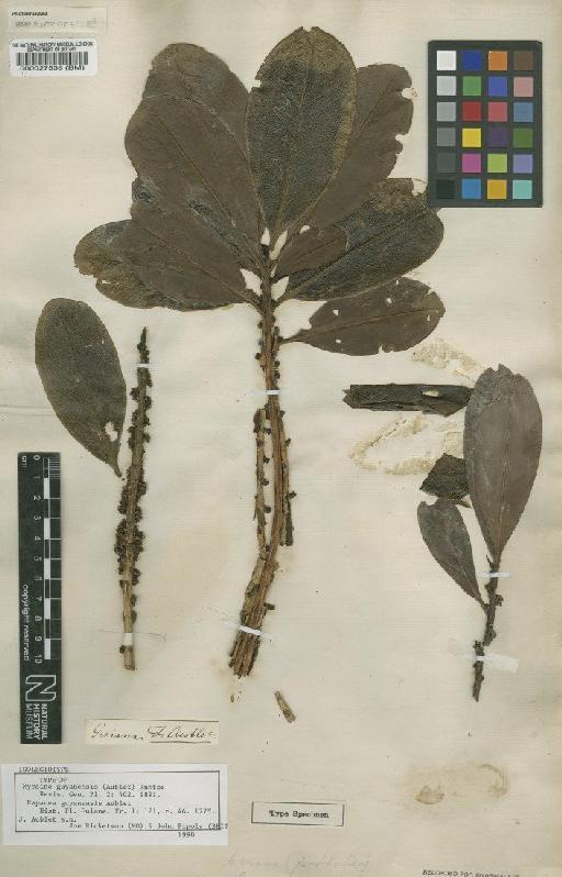 Rapanea guyanensis Small - BM000027538