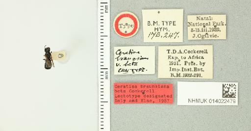 Ceratina braunsiana var. beta Cockerell, 1937 - 014022479_835478_1628125-