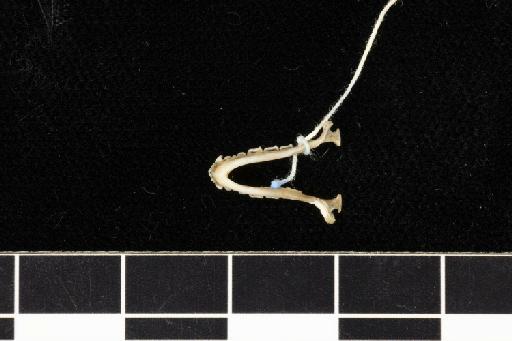 Rhinolophus lepidus shortridgei Andersen,  1918 - 1918_8_3_1-Rhinolophus_lepidus_shortridgei-Holotype-Skull-mandibles-ventral