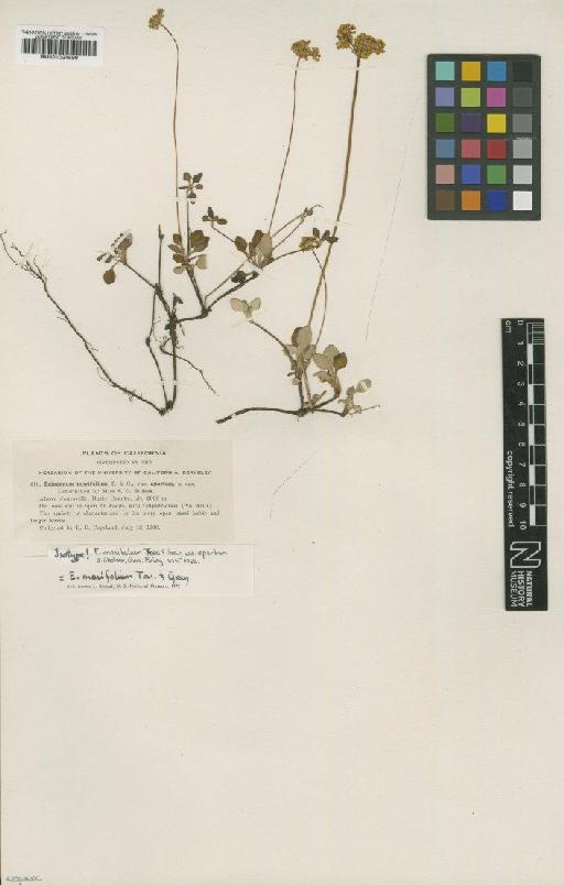 Eriogonum marifolium Torr. & A.Gray - BM001024599