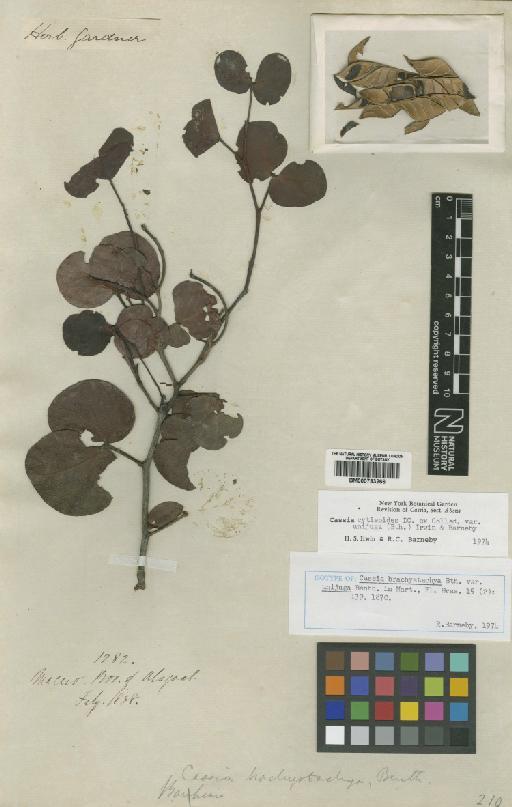 Chamaecrista cystisoides var. unijuga (Benth.) H.S.Irwin & Barneby - BM000793266