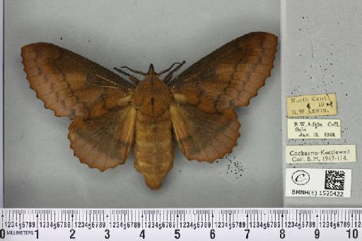 Gastropacha quercifolia (Linnaeus, 1758) - BMNHE_1520422_198282