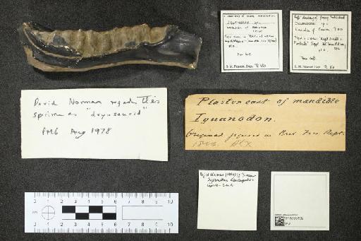 Iguanodon mantelli von Meyer, 1832 - 010035109_L010093426_(1)