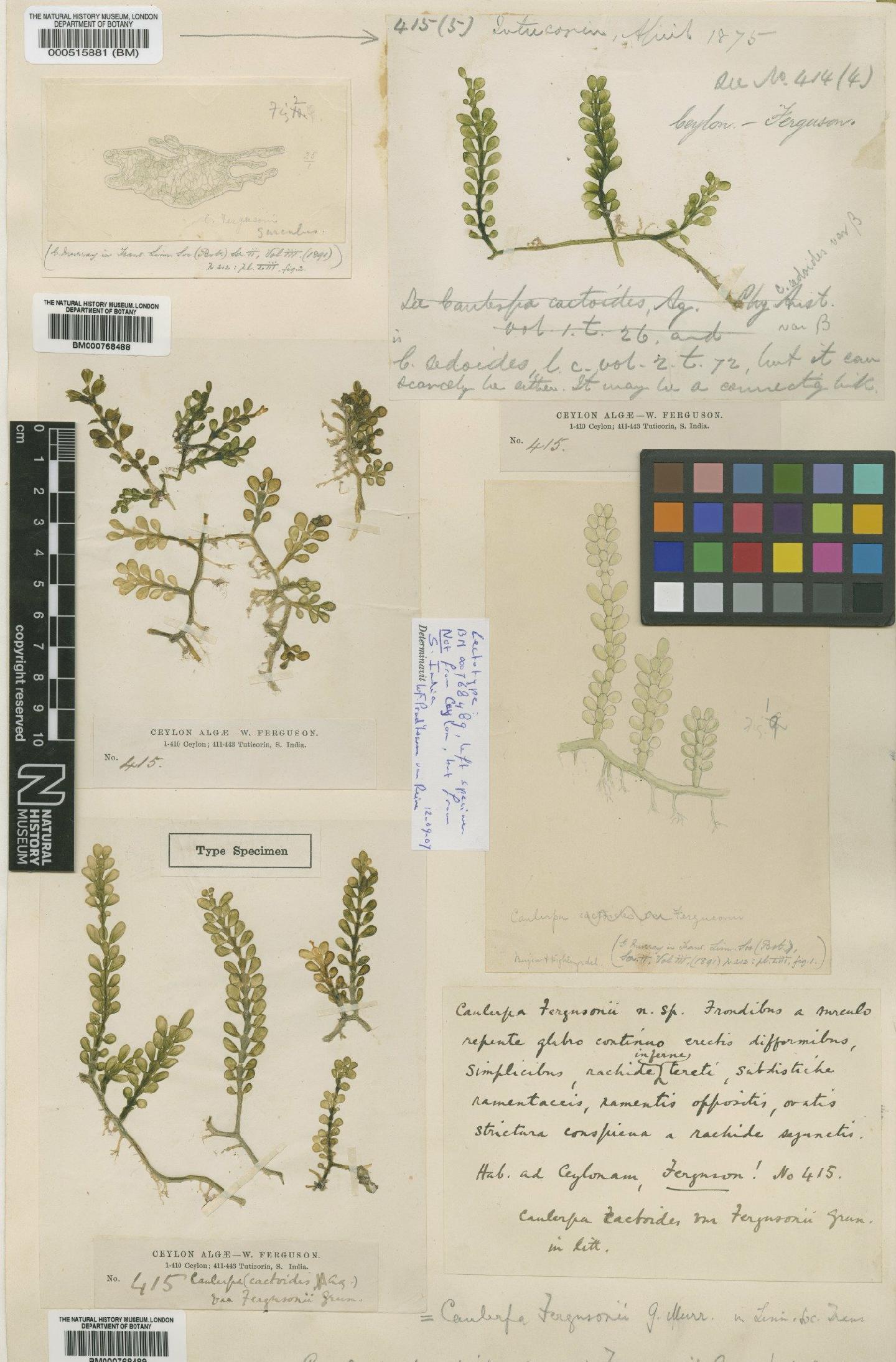 To NHMUK collection (Caulerpa fergusonii G.Murray; Type; NHMUK:ecatalogue:4859819)