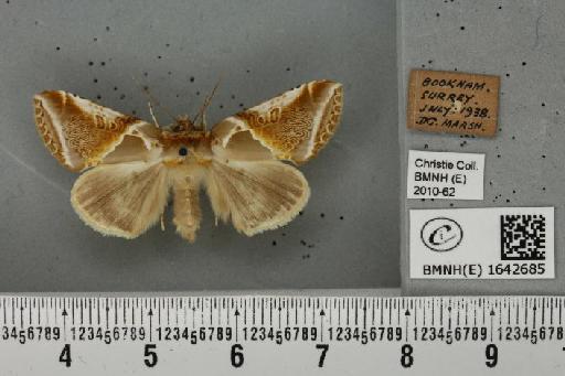 Habrosyne pyritoides (Hufnagel, 1766) - BMNHE_1642685_235481