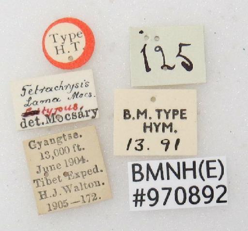 Chrysis lama Mocsary, A., 1914 - Chrysis_lama-BMNH(E)#970892_type-labels