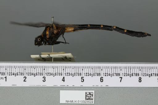 Gomphus auricolor Fraser, 1926 - 013323529_lateral