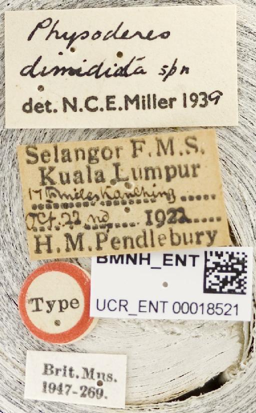 Physoderes dimidiata Miller, N.C.E., 1940 - Physoderes dimidiata-BMNH(E)1706300-Non type male labels UCR_ENT 00018521