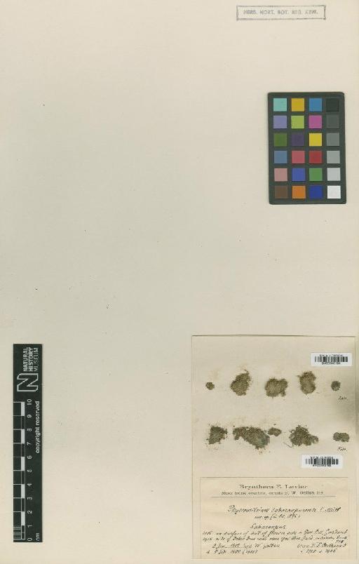 Physcomitrium saharanpurense Müll.Hal. - BM000983154_a
