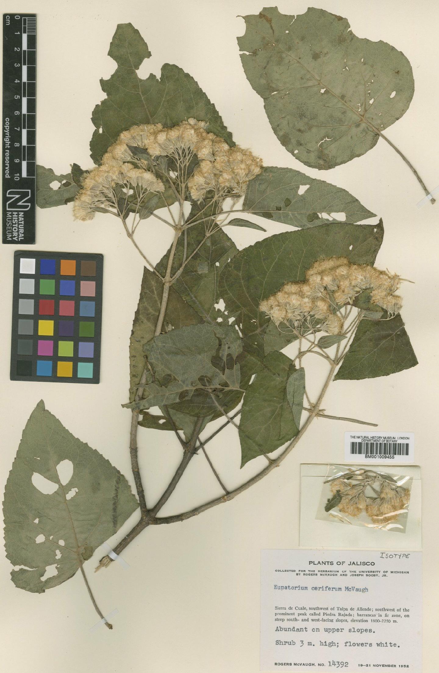 To NHMUK collection (Ageratina cerifera (McVaugh) R.M.King & H.Rob.; Isotype; NHMUK:ecatalogue:610800)
