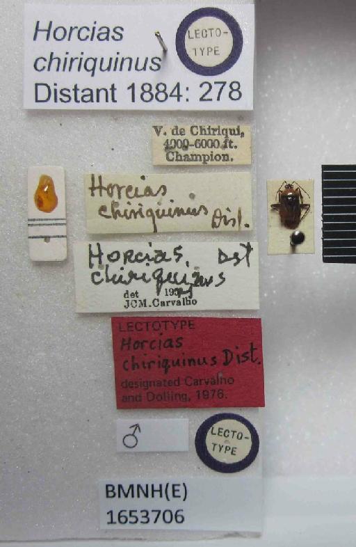 Horcias chiriquinus Distant, 1884 - Horcias chiriquinus-BMNH(E)1653706-Lectotype male dorsal & labels