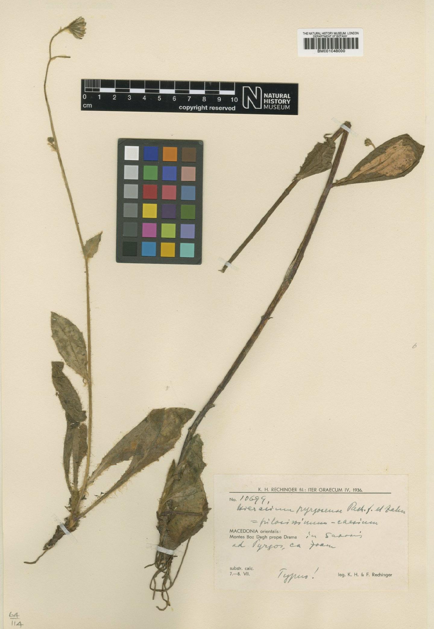 To NHMUK collection (Hieracium pyrgosense Rech.f. & Zahn; Type; NHMUK:ecatalogue:2820583)