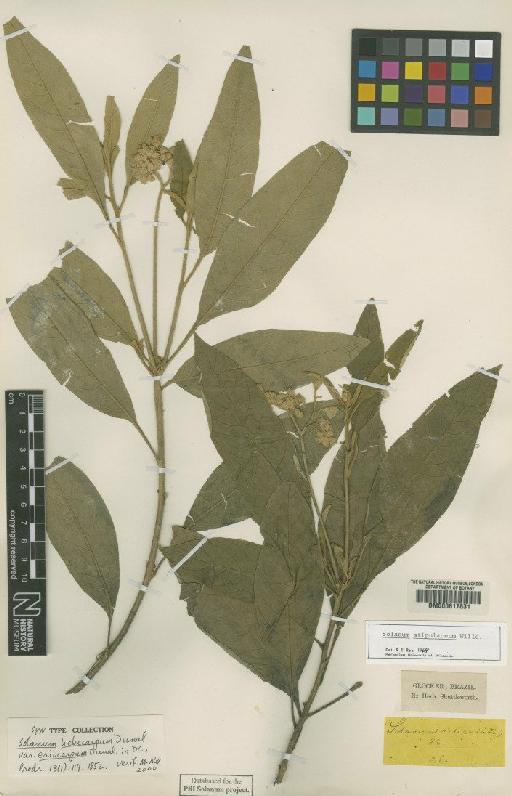 Solanum stipulaceum Willd. - BM000617831