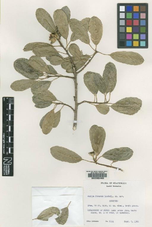 Sapium glandulosum (L.) Morong - BM000624488