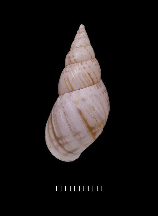 Bulimus longinquus Morelet, 1863 - 1893.2.4.185-187, PARALECTOTYPES, Bulimus longinquus Morelet, 1863