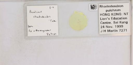 Pealius rhododendrae Takahashi, 1935 - 013488218_117725_1092324_157653_NonType