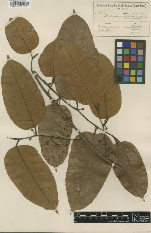 Brosimum utile subsp. ovatifolium (Ducke) C.C.Berg - BM000564330